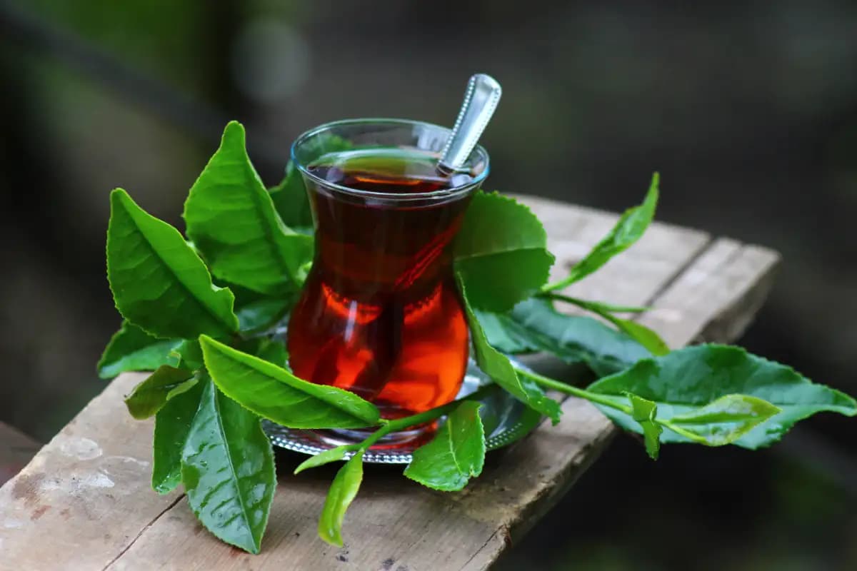 Çay